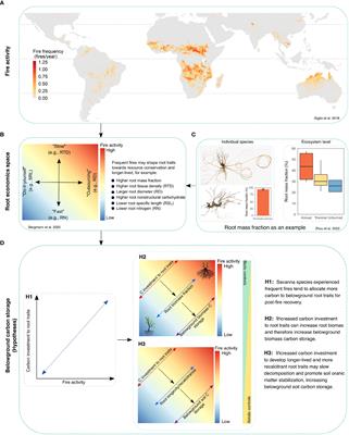 Root traits in response to frequent fires: Implications for belowground carbon dynamics in fire-prone savannas